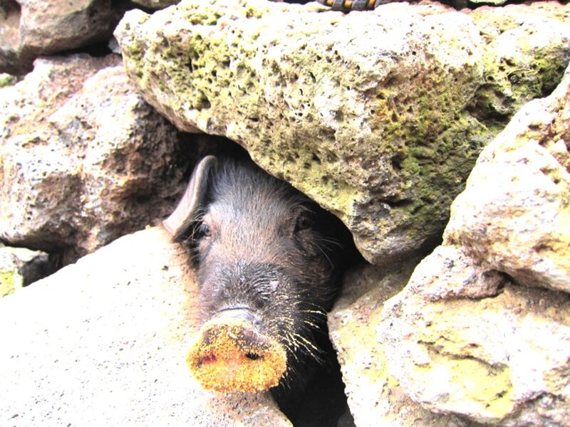 Black Pig in Rocks
