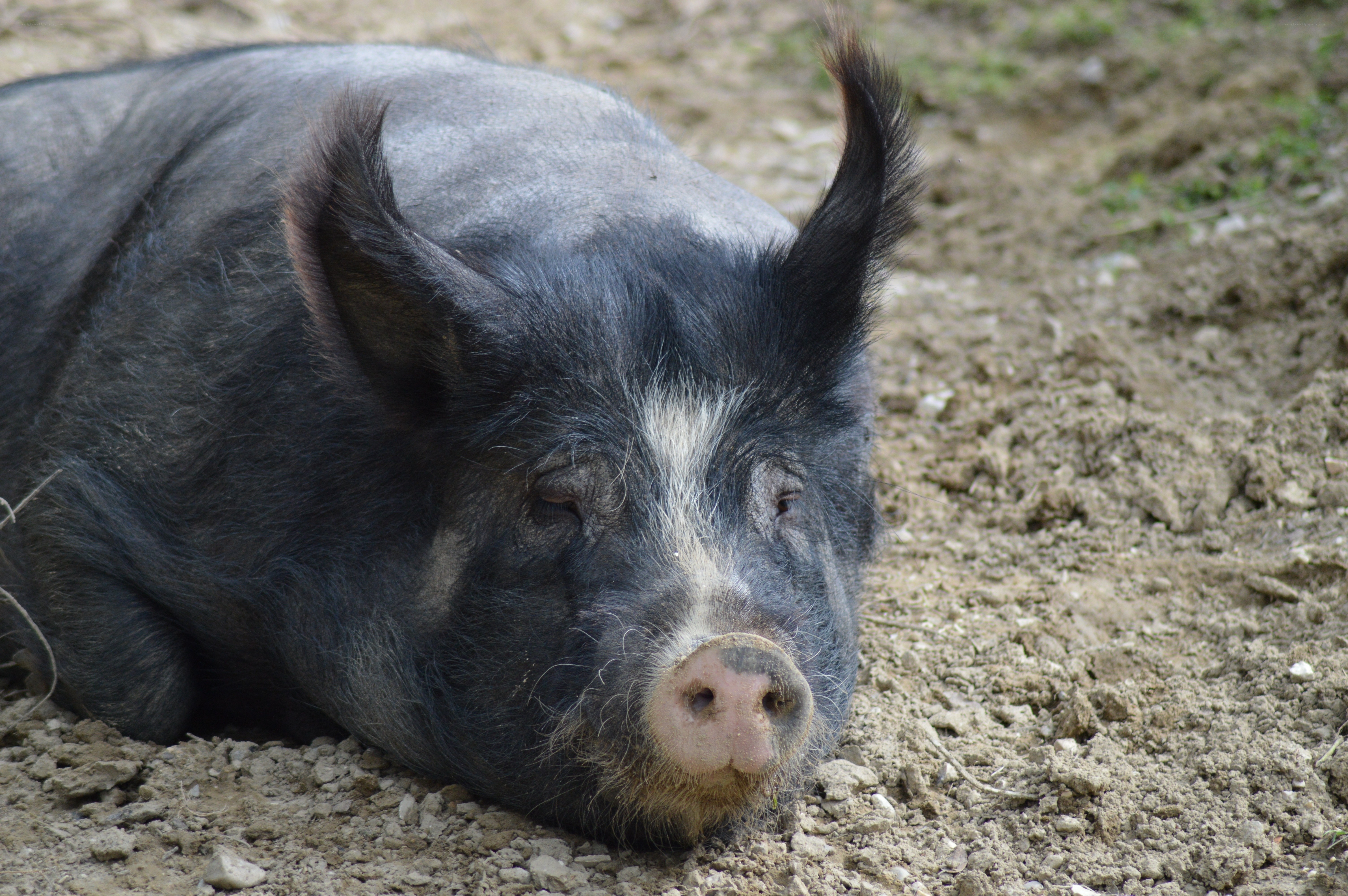 black pig resting on ground