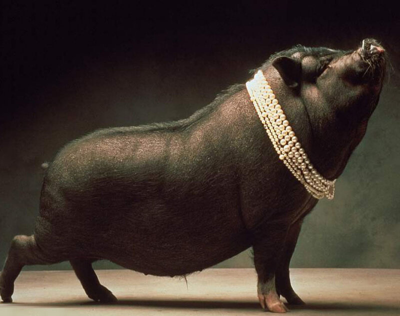 Black Pig with Pearls