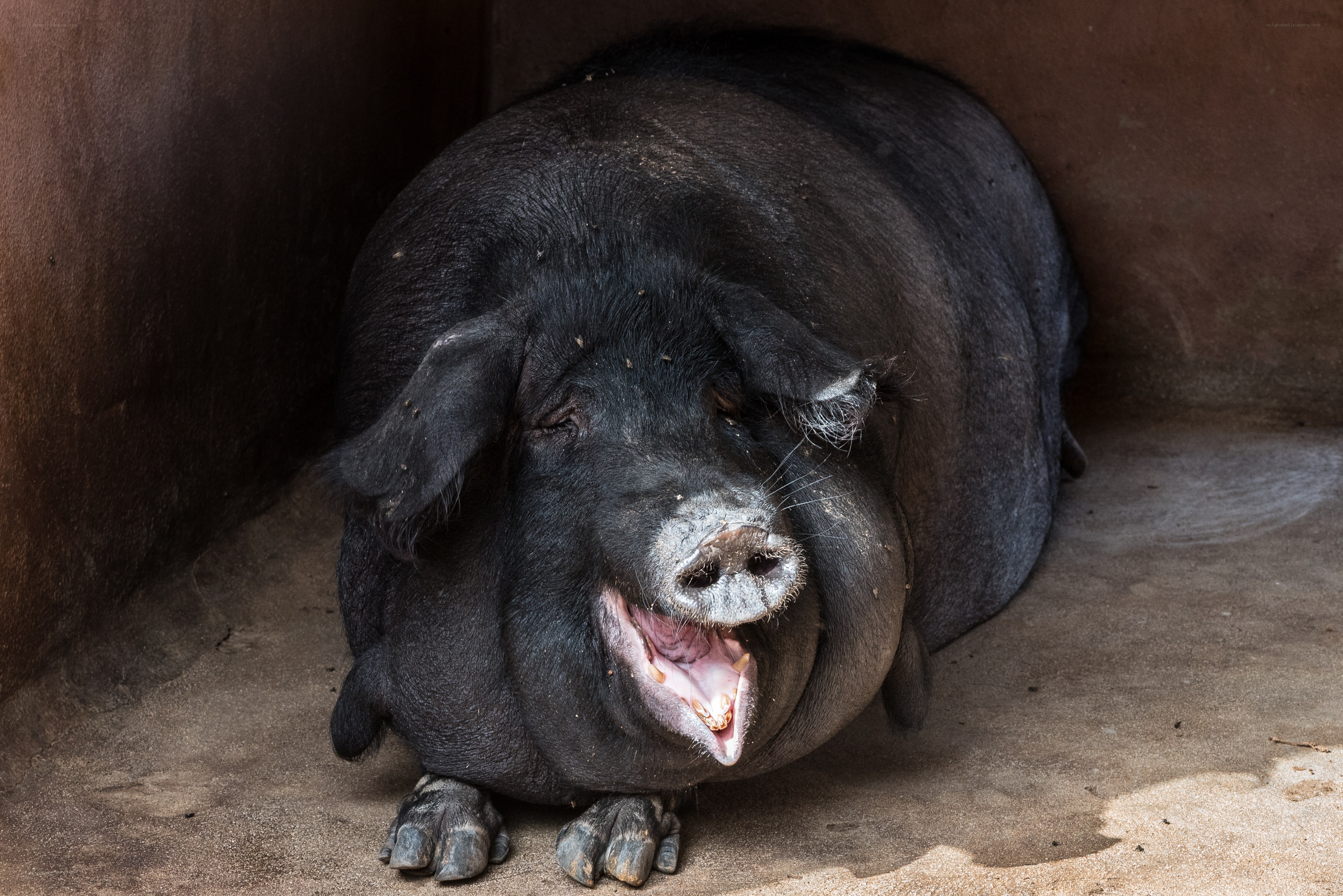 Black pig yawning in pen