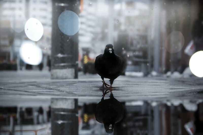 Black Pigeon on Wet Pavement