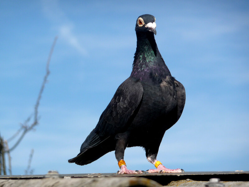 Black Pigeon with Bands