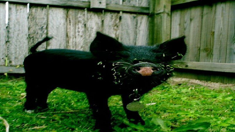 Black Piglet in Grass