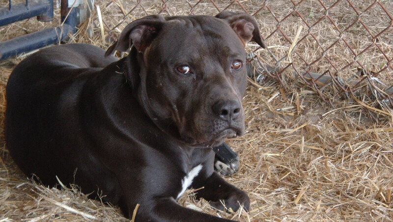Black Pit Bull Dog — Calm