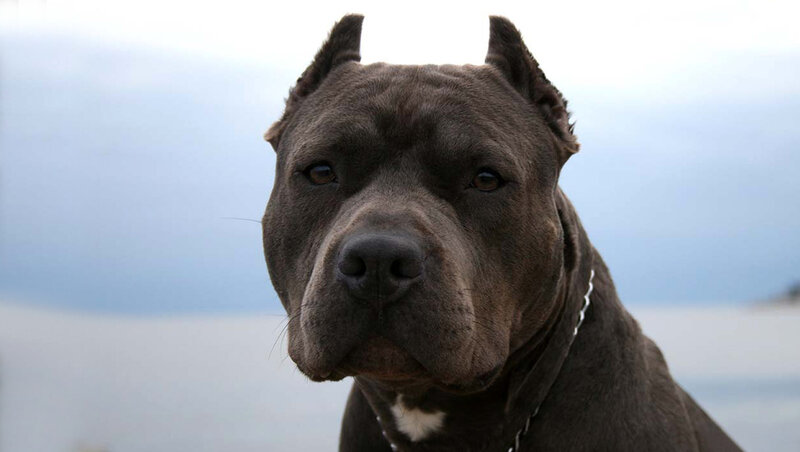 Black Pit Bull Dog — Gray
