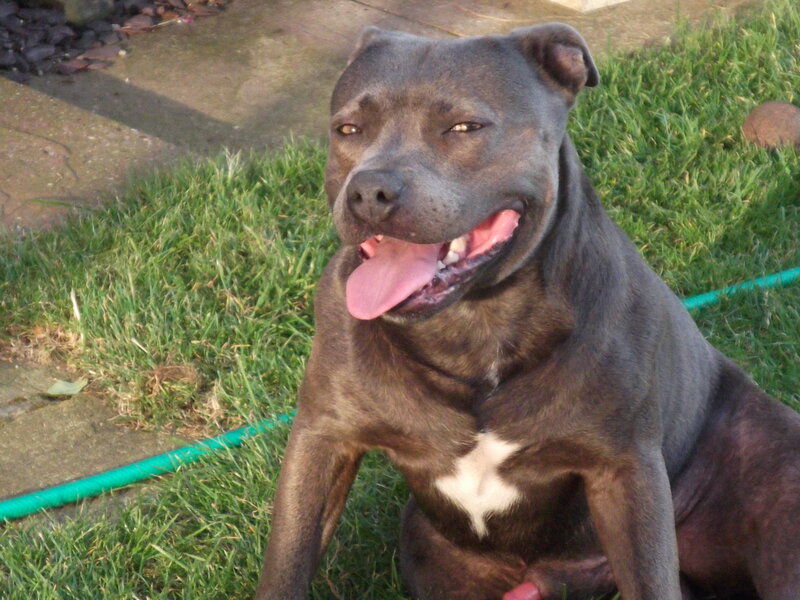 Black Pit Bull Dog — Relaxed