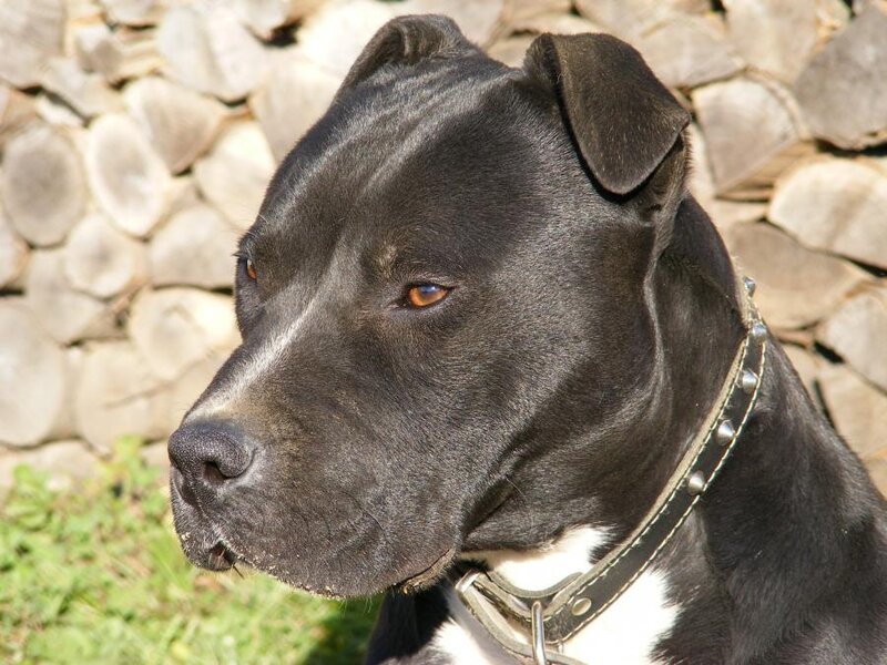 Black Pit Bull Dog