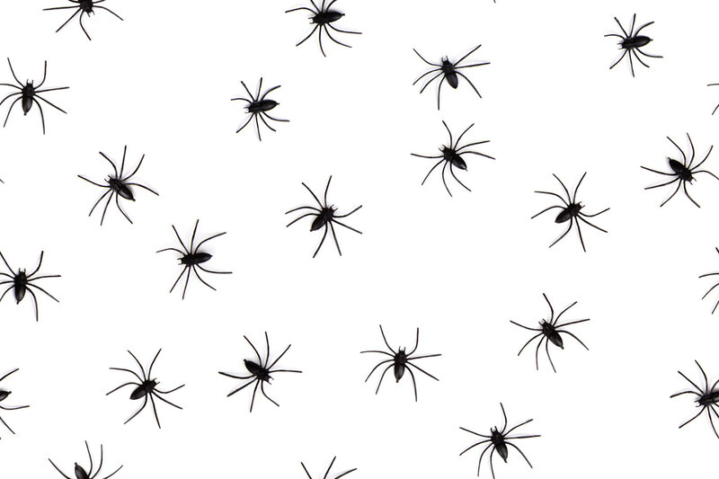 Black Plastic Spiders