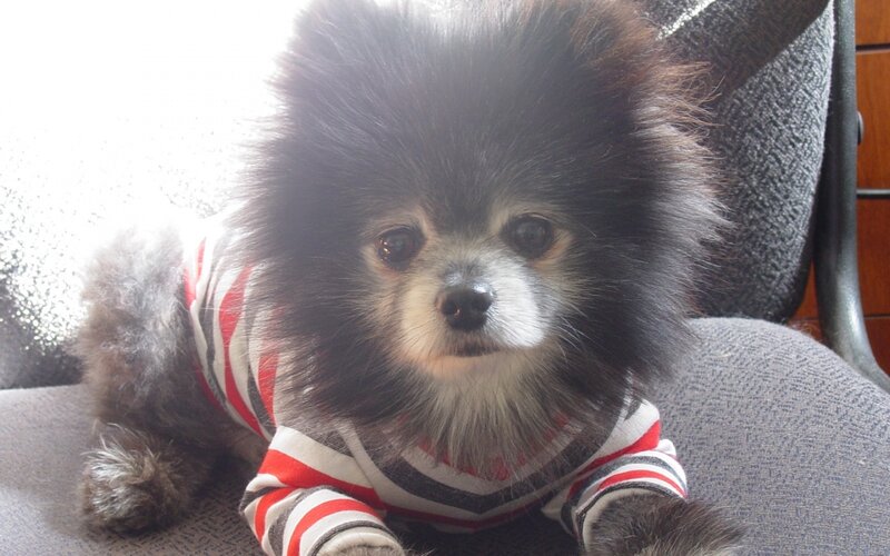 Black Pomeranian Dog — Calm