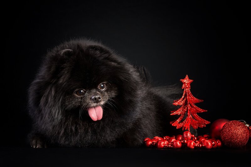 Black Pomeranian Dog — Dramatic, Photograph