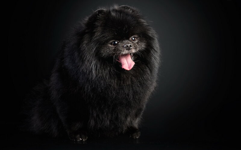 Black Pomeranian Dog — Dramatic
