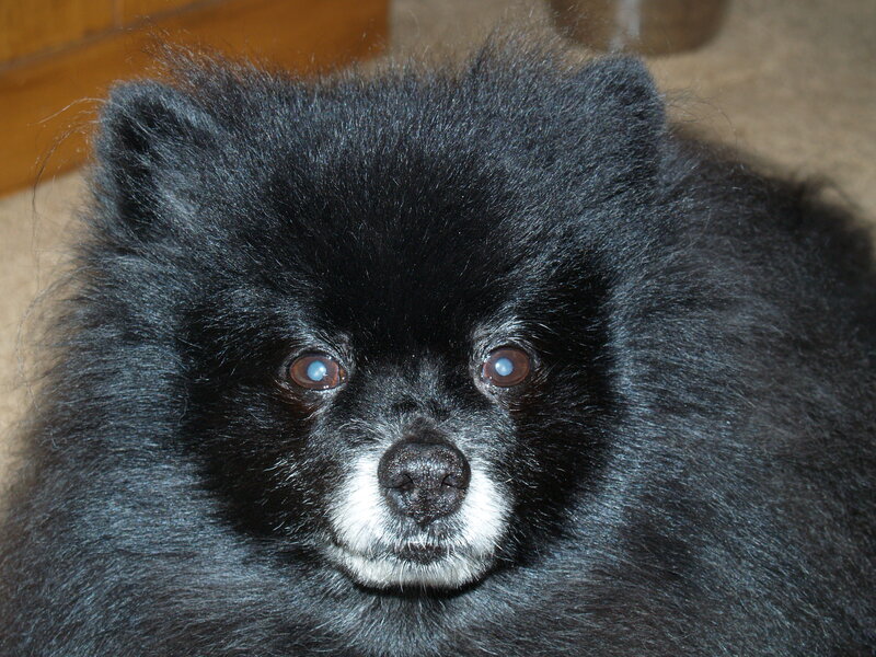 Black Pomeranian Dog