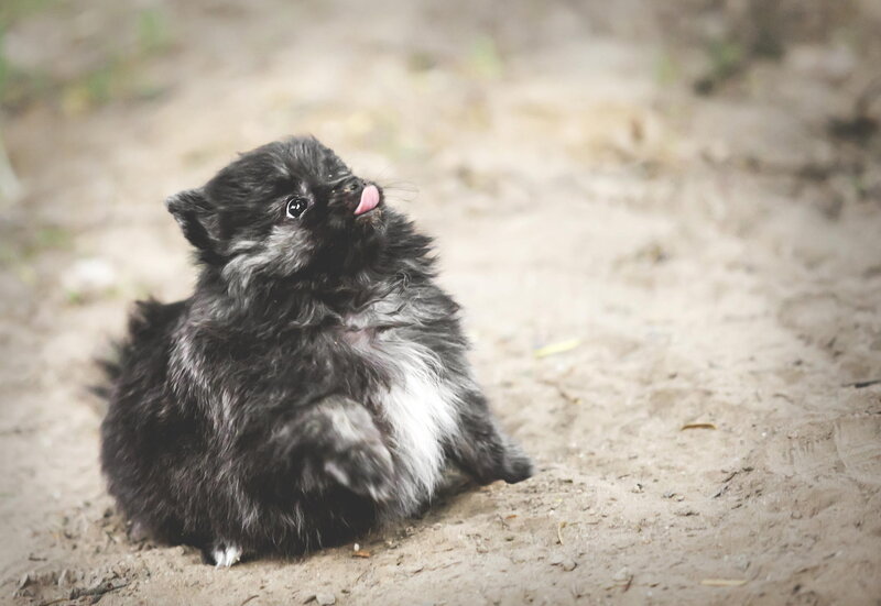 Black Pomeranian Puppy — Playful