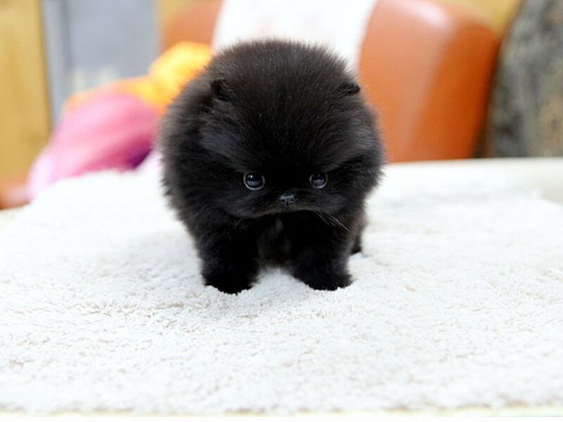 Black Pomeranian Puppy