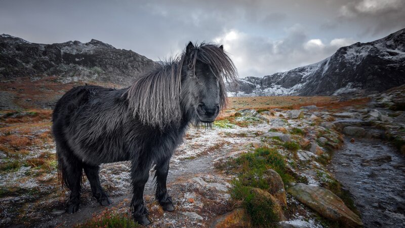 Black Pony in Mountains