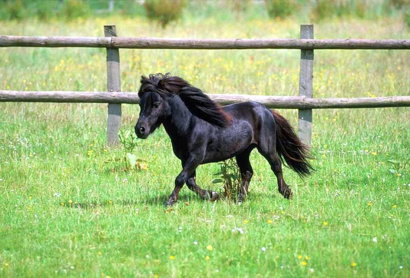 Black Pony Running