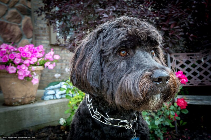 Black Poodle Dog — Calm