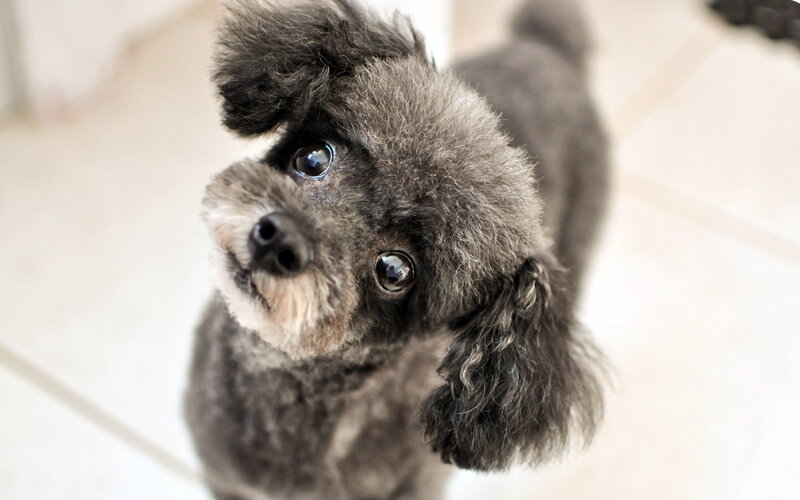 Black Poodle Dog