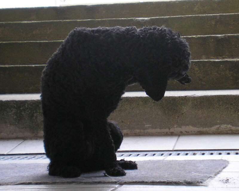 black poodle on a mat