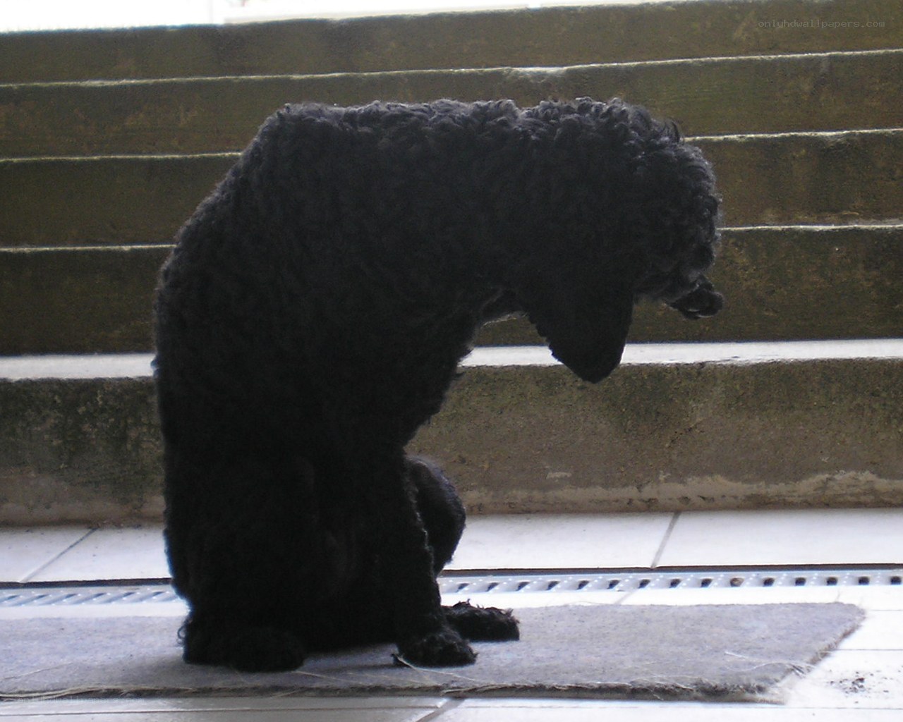 black poodle on a mat