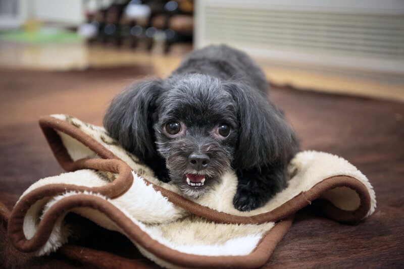 Black Poodle Puppy — Calm