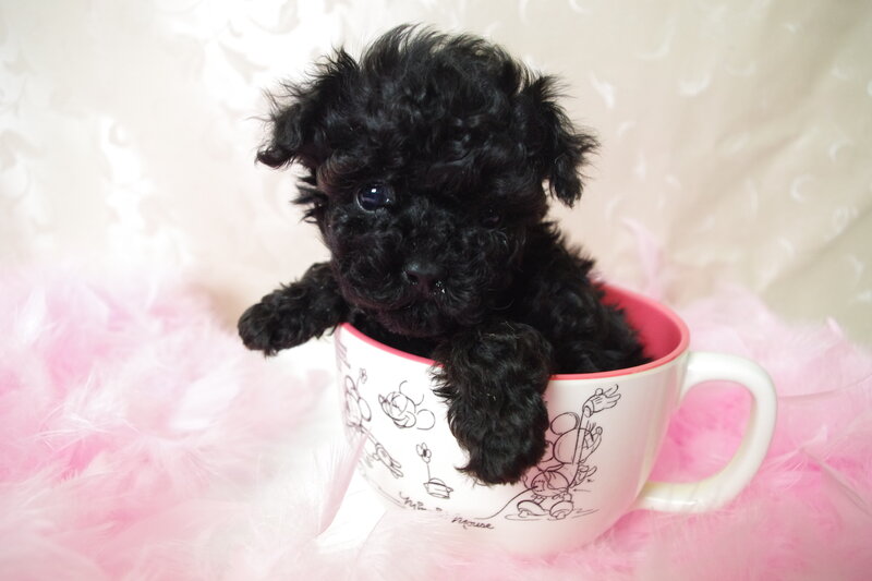 Black Poodle Puppy — Cute