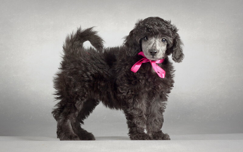 Black Poodle Puppy — Gray
