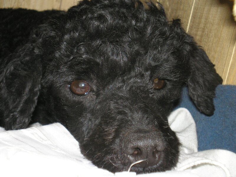 black poodle puppy resting