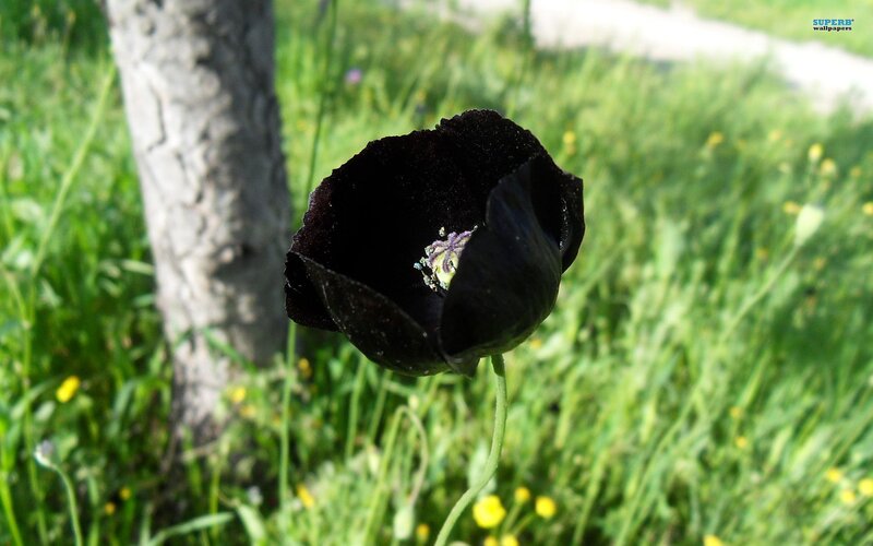 Black Poppy Flower