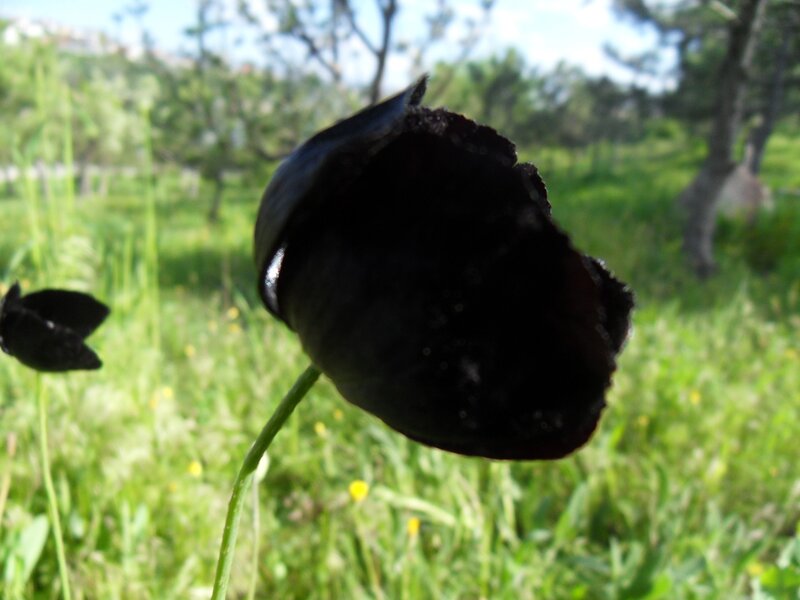 Black poppy in a green field