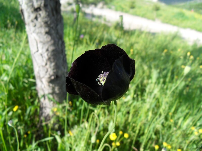 Black poppy in a meadow