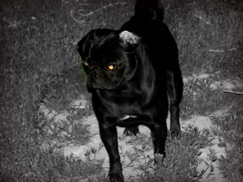 black pug at night