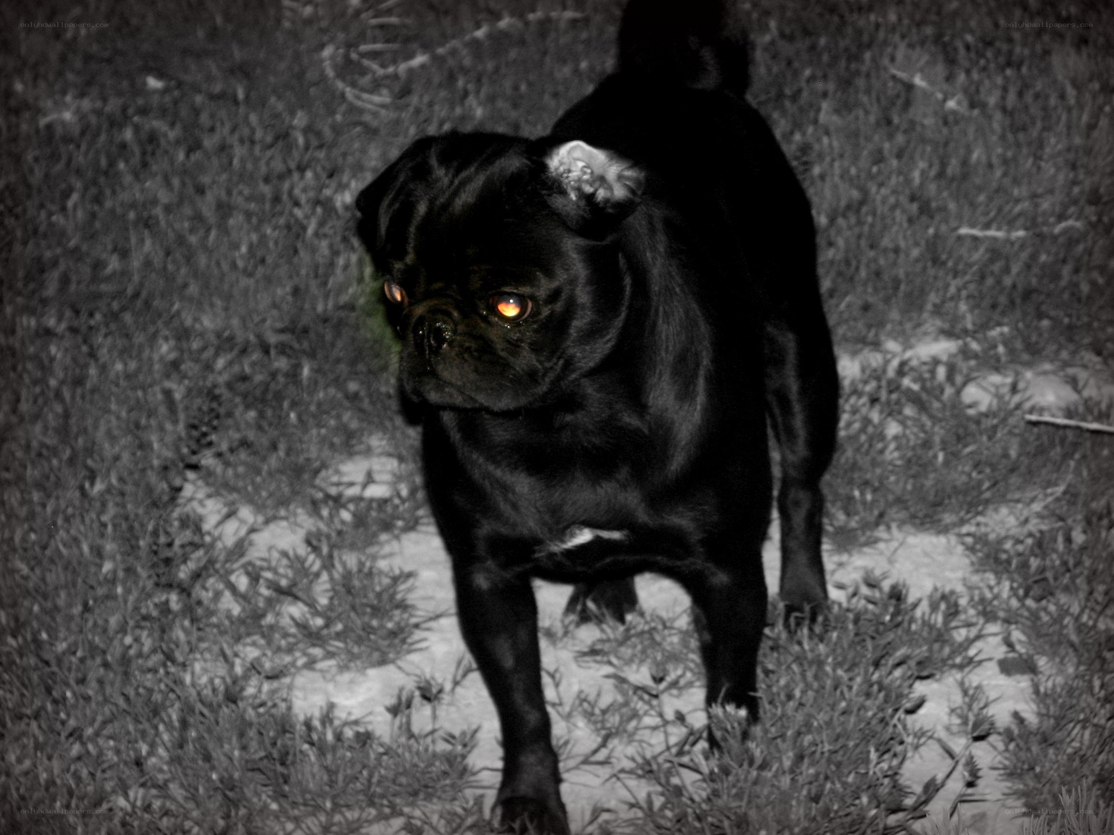 black pug at night