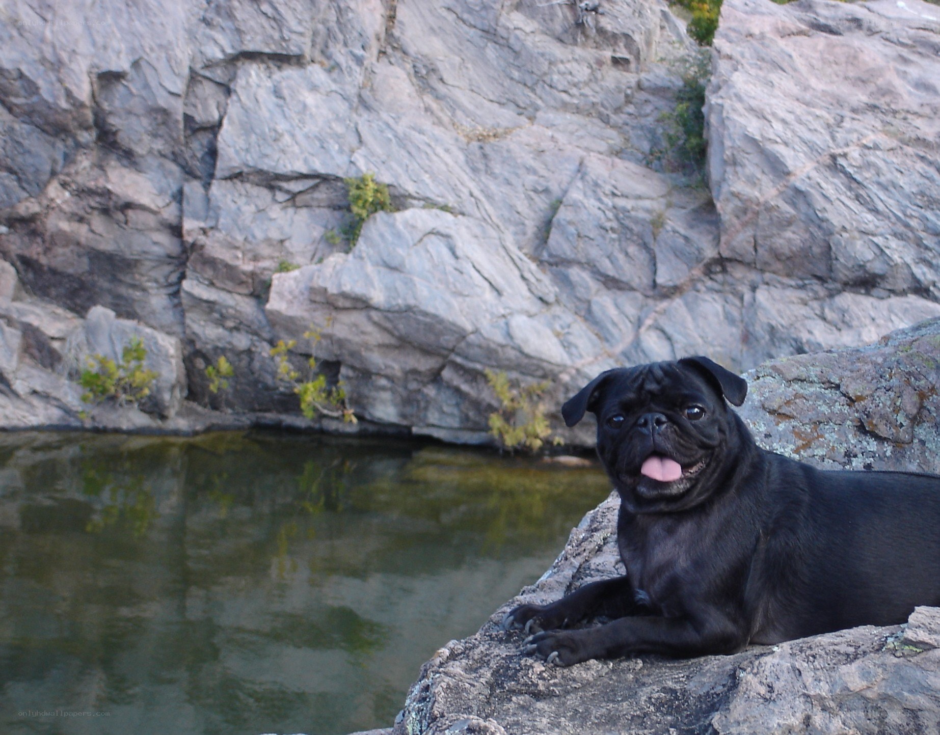 Black pug by the water
