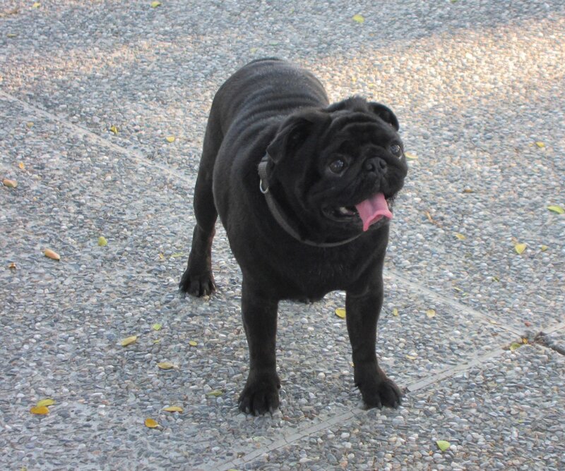 Black Pug Dog — Calm