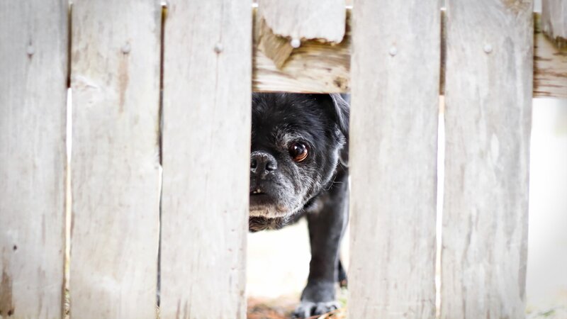 Black Pug Dog — Gray, Curious
