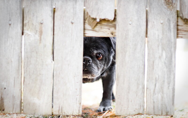 Black Pug Dog — Gray