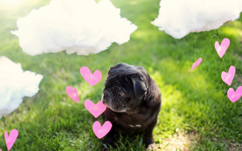 Black Pug Dog — Green