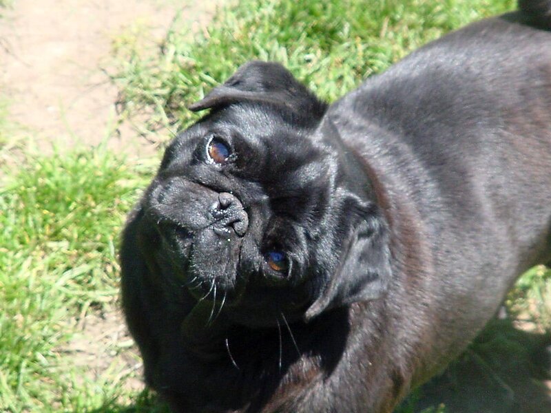 black pug dog outdoors