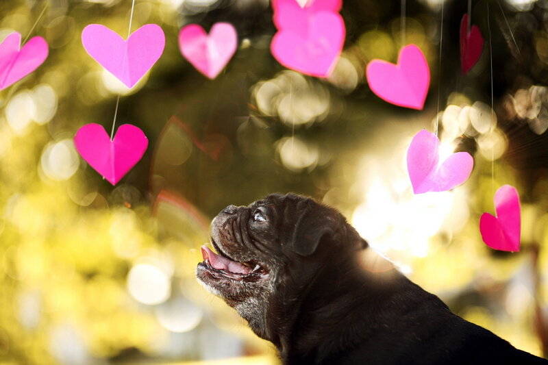 Black Pug Dog — Pink, Serene