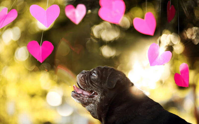 Black Pug Dog — Pink