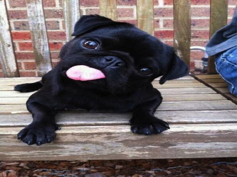 Black Pug Dog — Playful