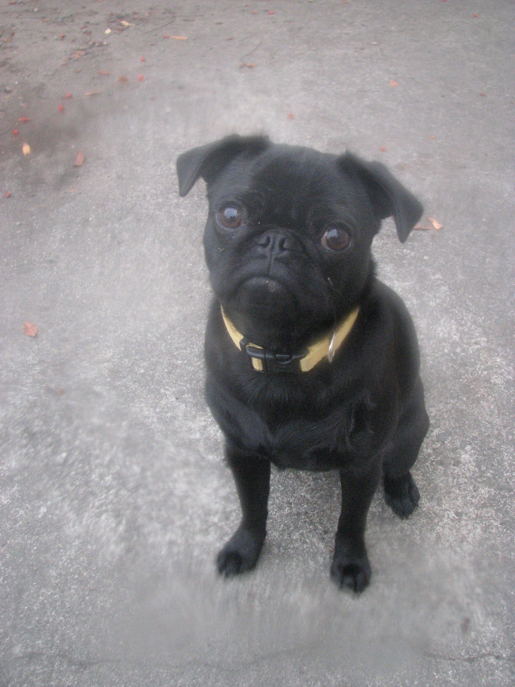 black pug dog sitting