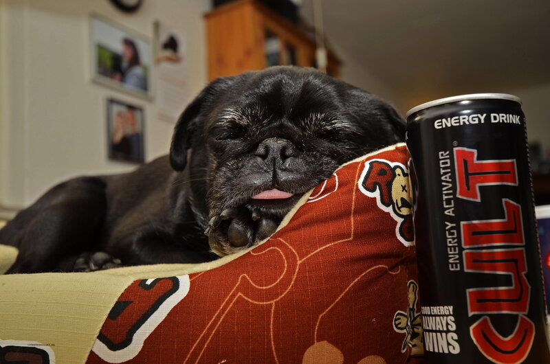 Black Pug Dog Sleeping