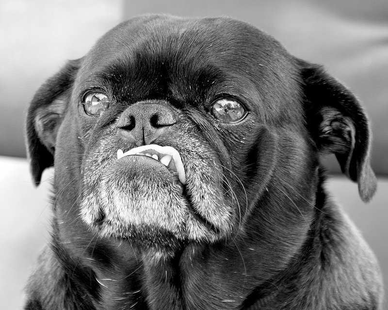 Black Pug Dog