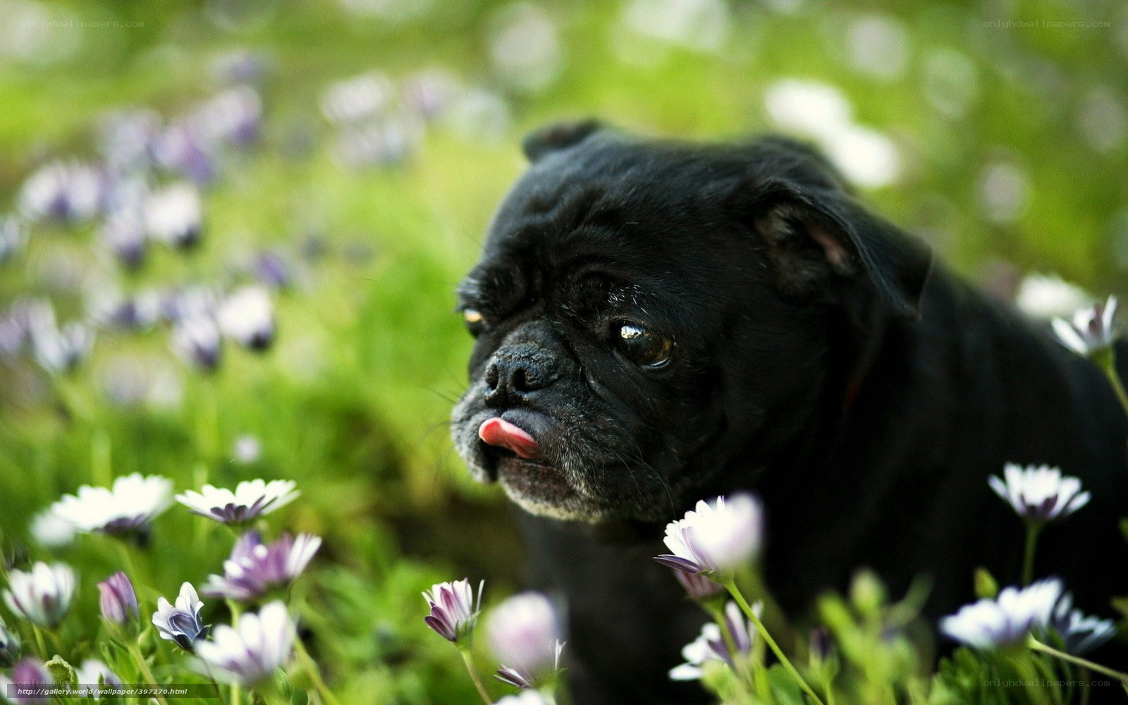 Black pug in a flower field