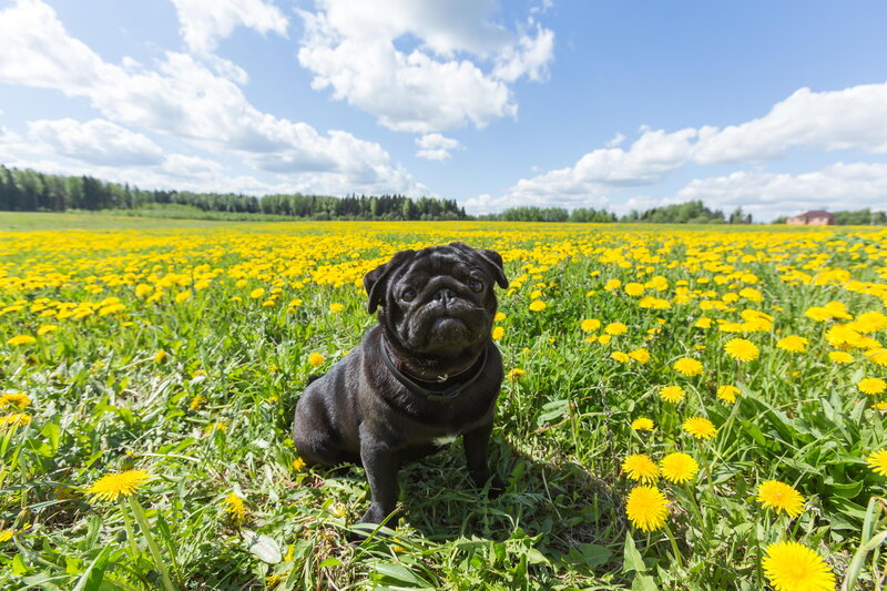 Black Pug in Field