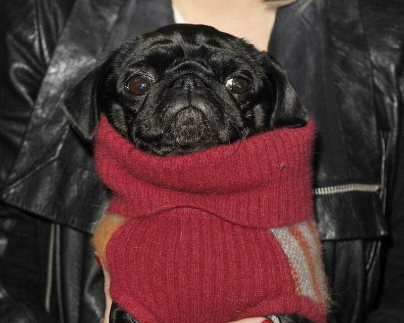 Black Pug in Sweater