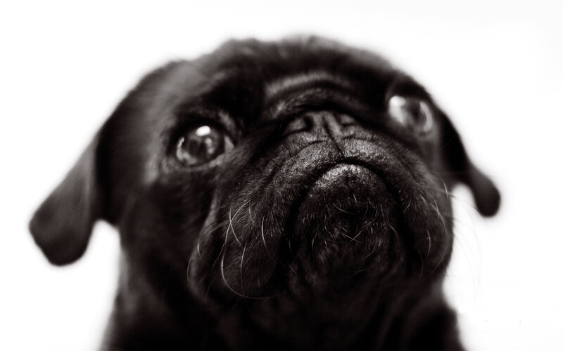 black pug looking up