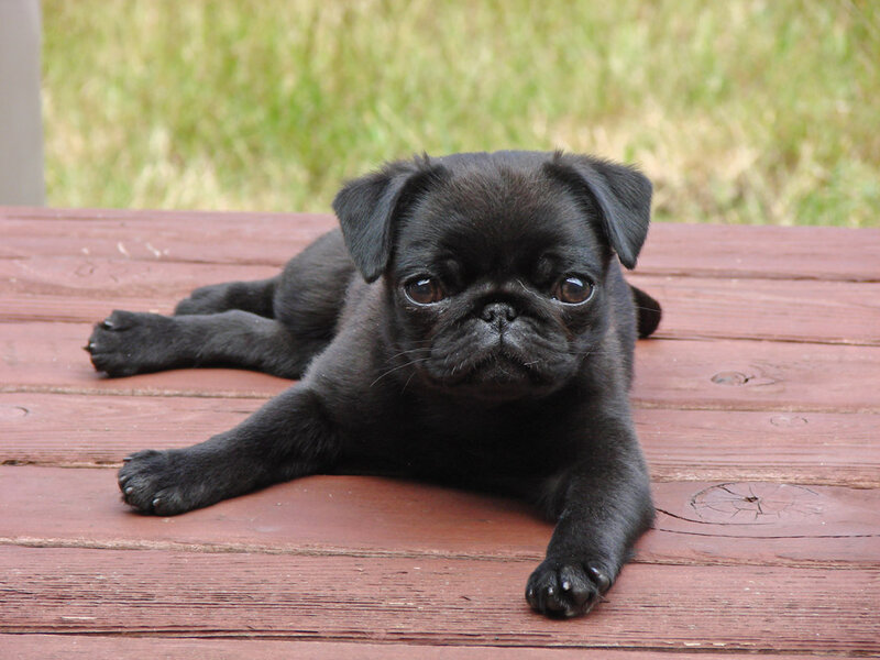 Black Pug Puppy — Calm, Afternoon